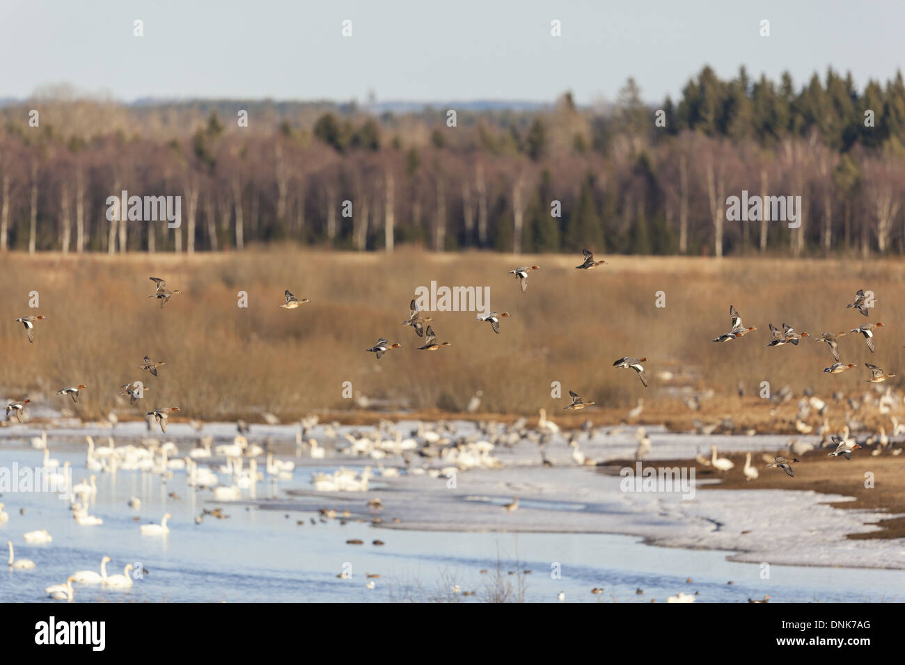 Eurasian Wigeon flying at a frozen lake in spring Stock Photo