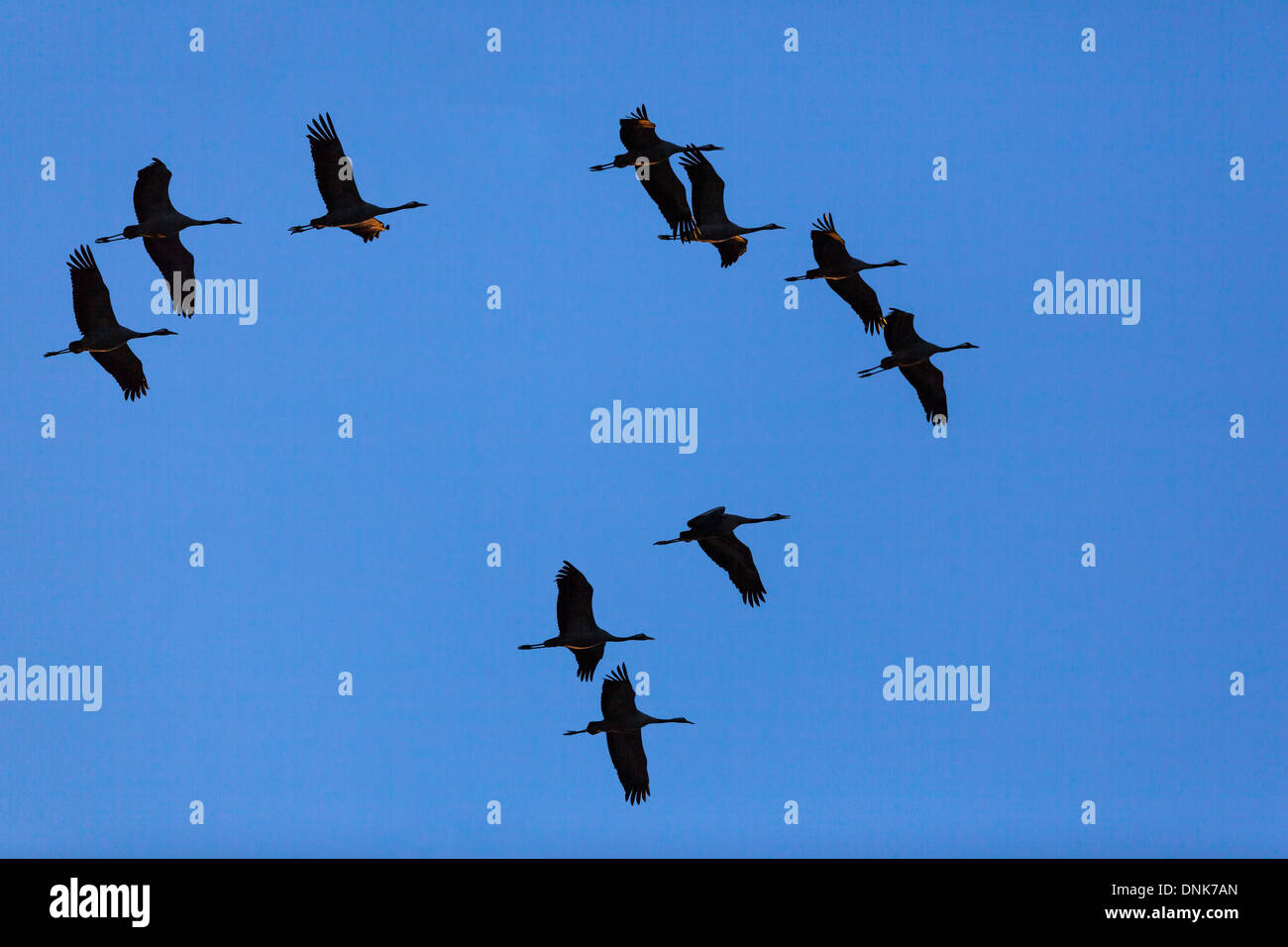 Silhouettes of cranes in the sky at sunset Stock Photo - Alamy