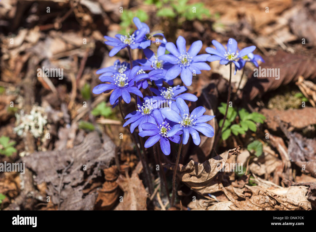 Flowering hepatica in early spring Stock Photo