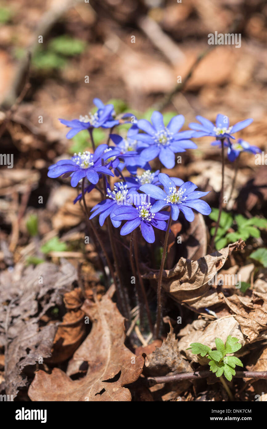 Flowering hepatica flowers in early spring Stock Photo
