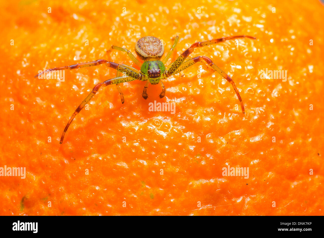 The Green Crab Spider (Diaea dorsata Stock Photo Alamy