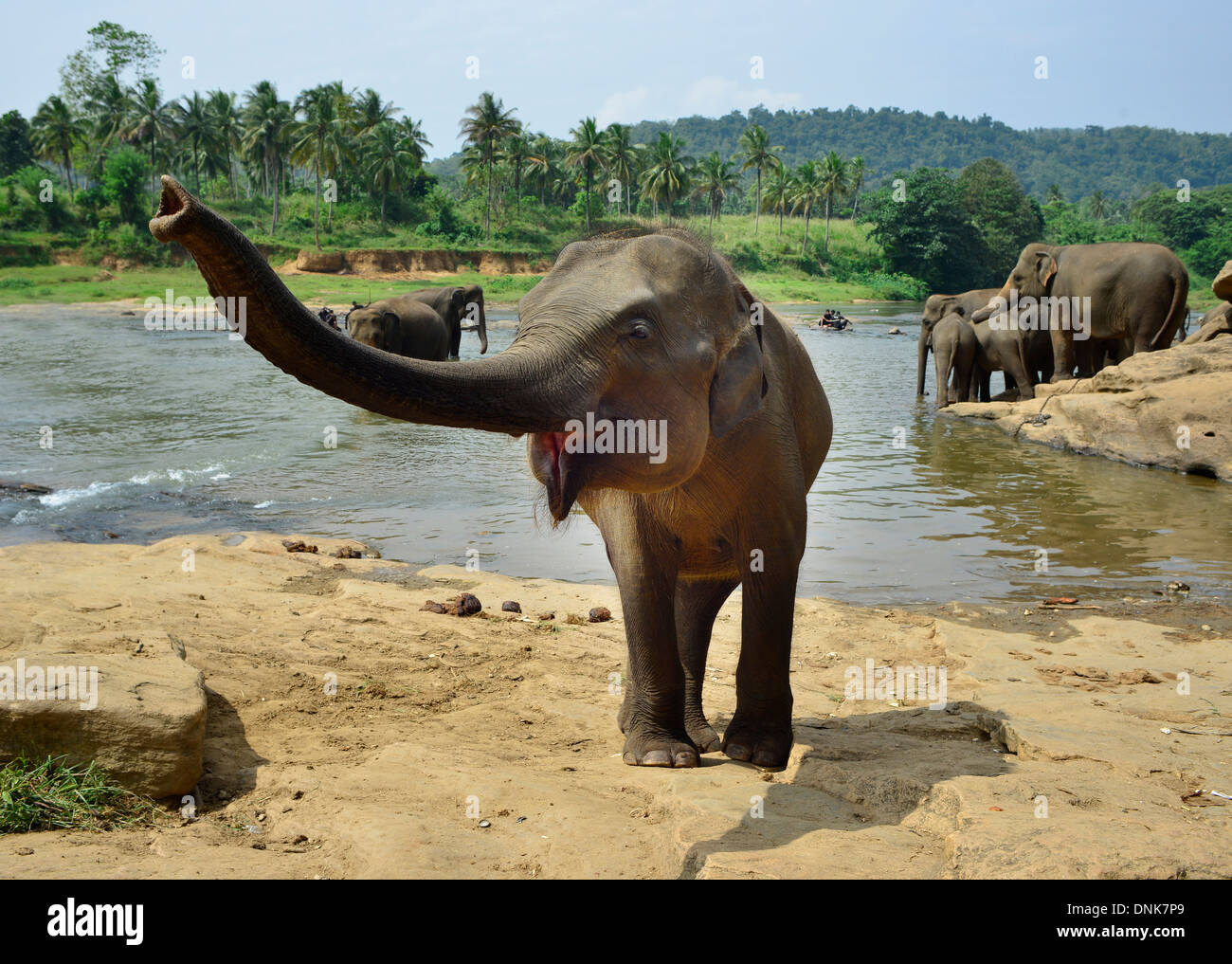 Asia sri lanka local elephant hi-res stock photography and images - Alamy