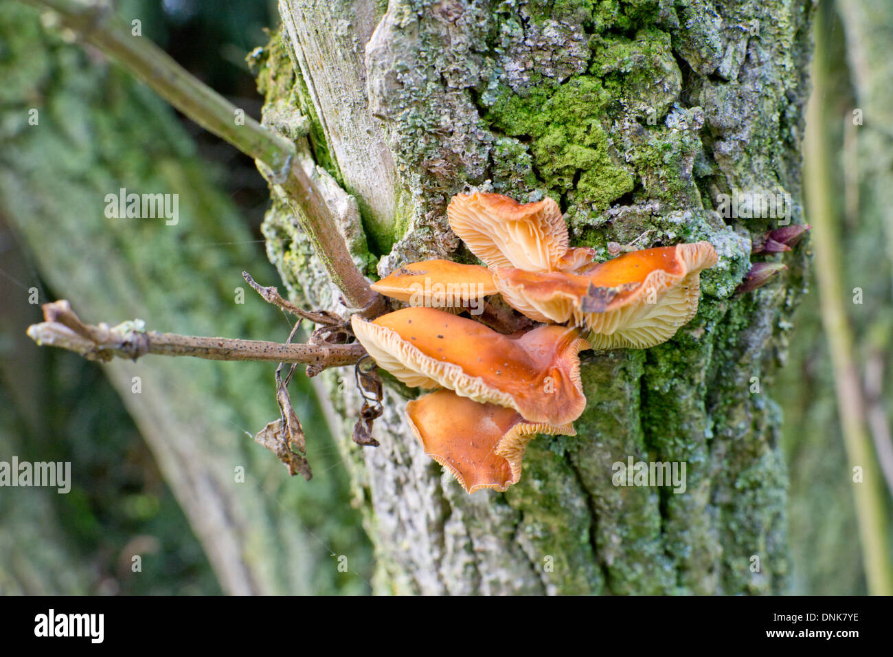 Orange bracket fungus on an old elder tree trunk Stock Photo