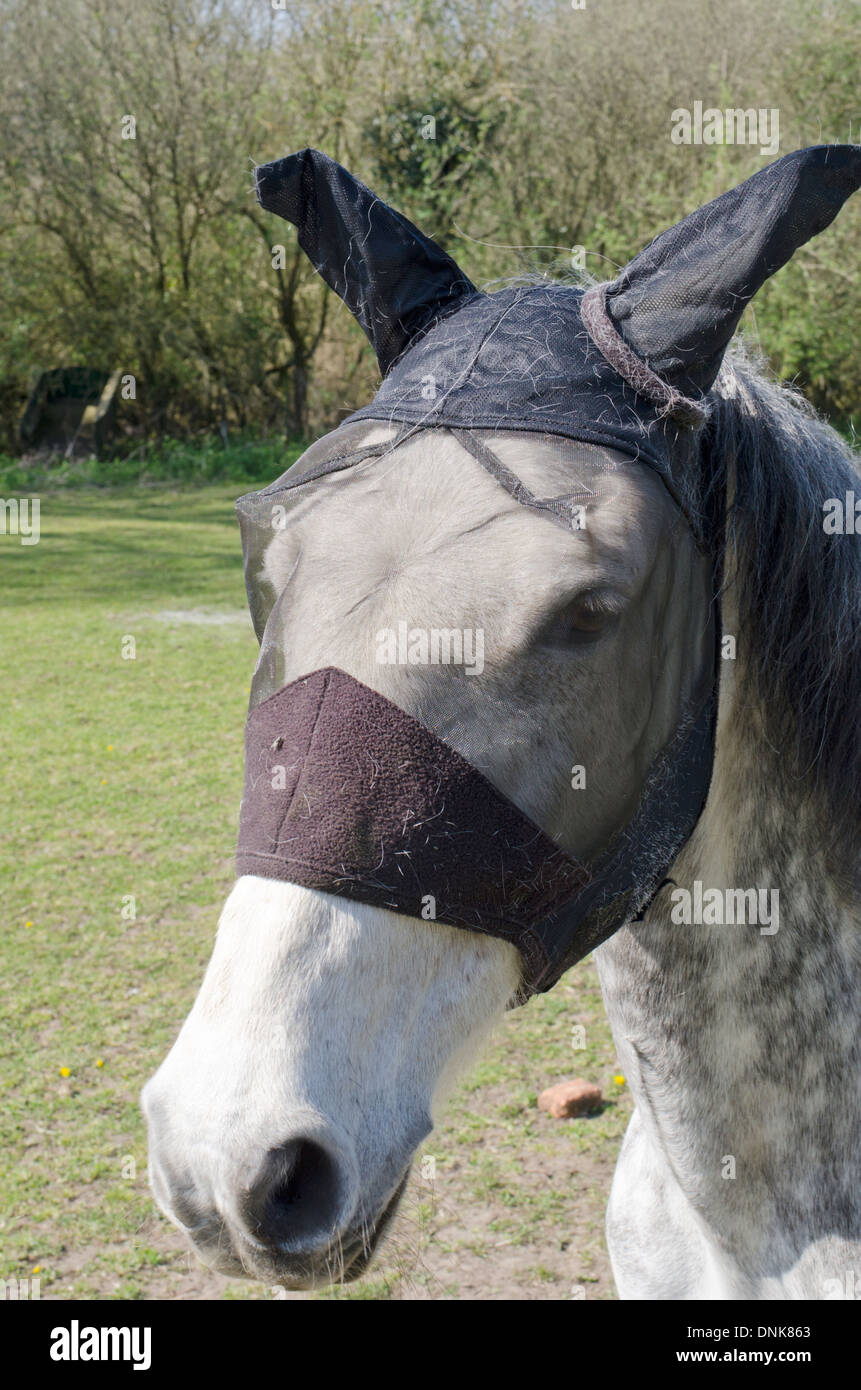 Horse wearing a fly mask Stock Photo Alamy