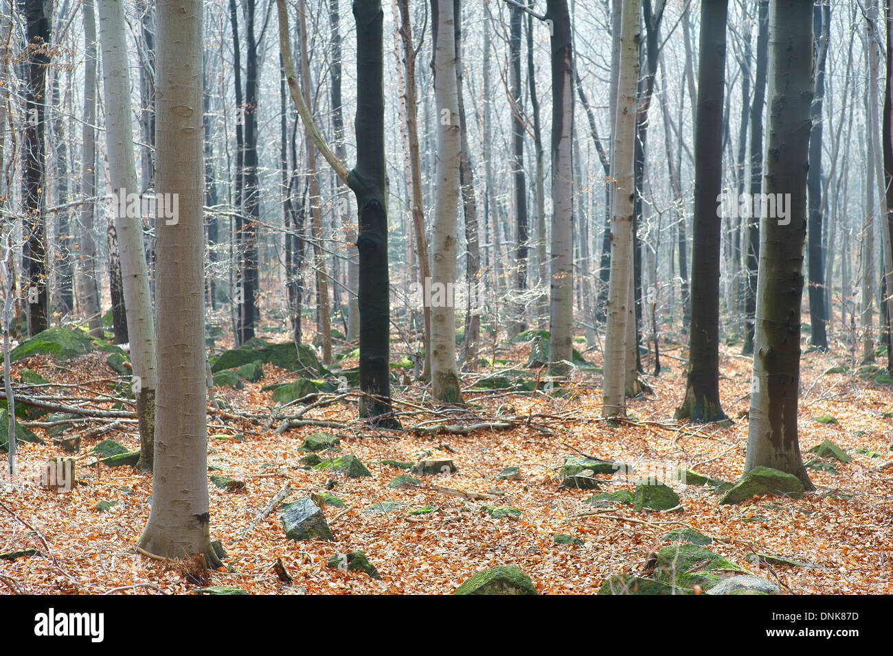 Beech tree trees trunks forest in autumn Fagus sylvatica Stock Photo ...