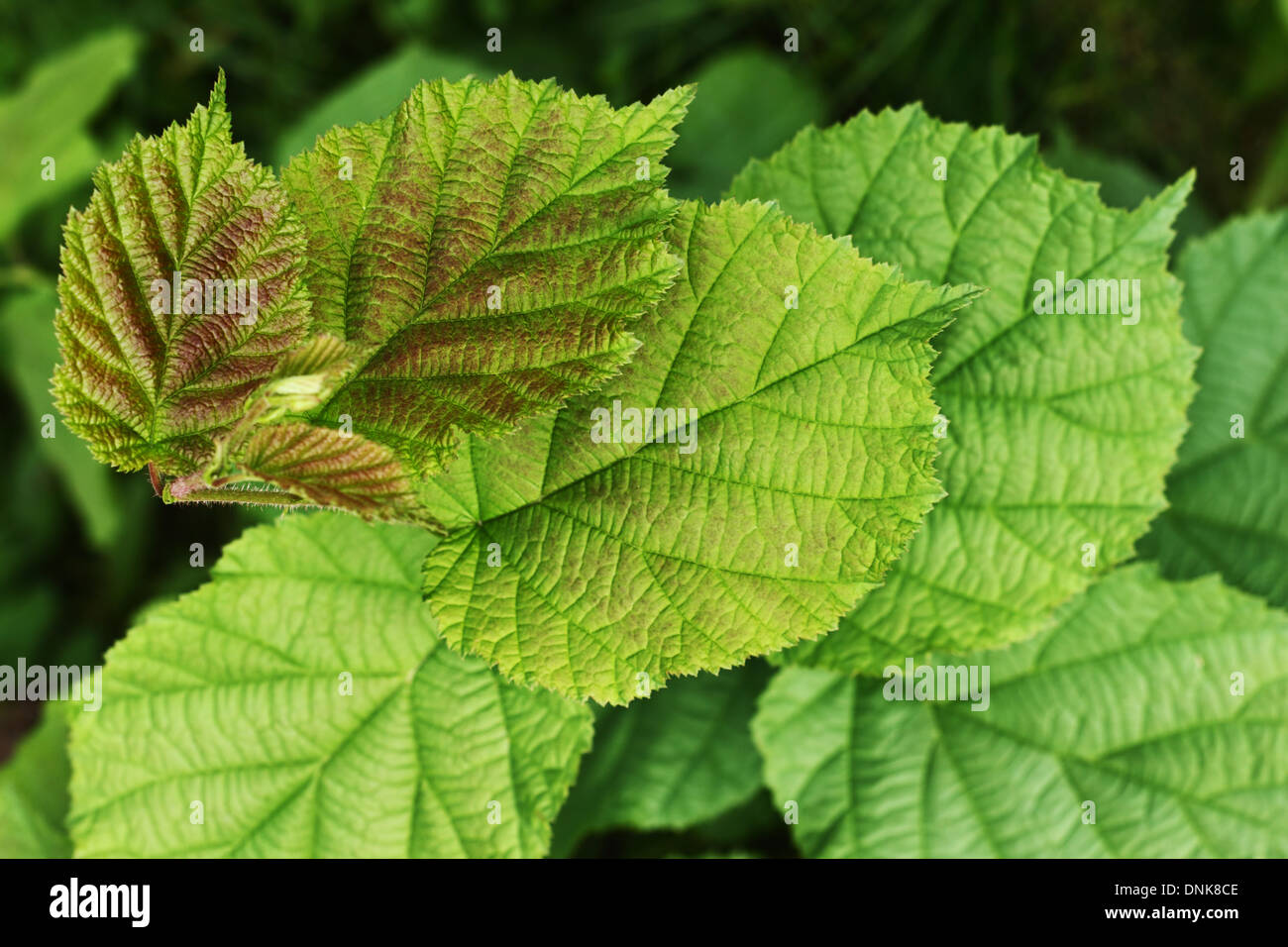 Hazel leaf hires stock photography and images Alamy