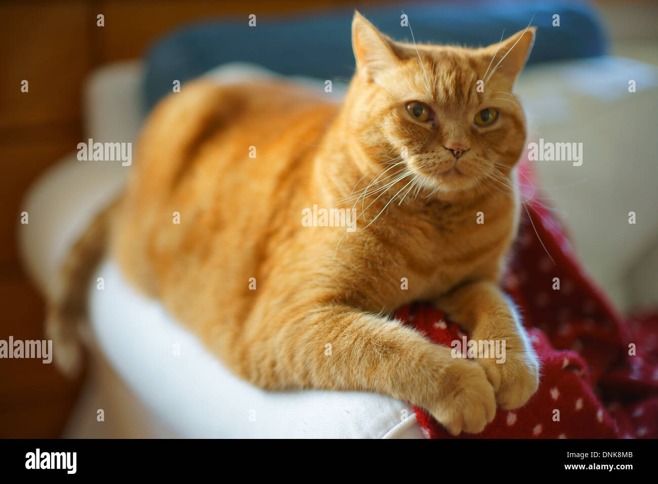 British Shorthair Ginger Tomcat Cat Stock Photo 64962811 Alamy