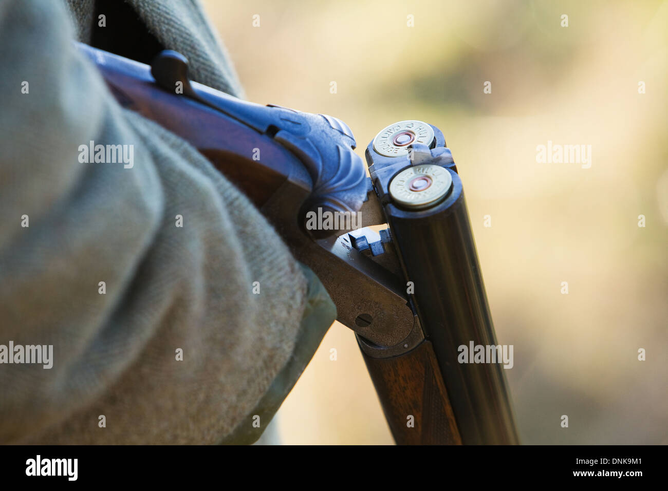 A man holding a 12 bore or gauge shotgun on a pheasant shoot in England Stock Photo