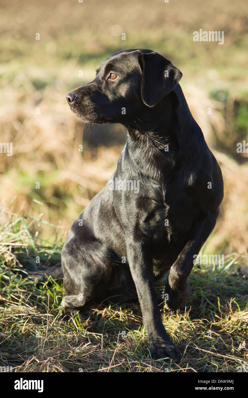 A Black Labrador Retriever on a shoot in England Stock Photo Alamy