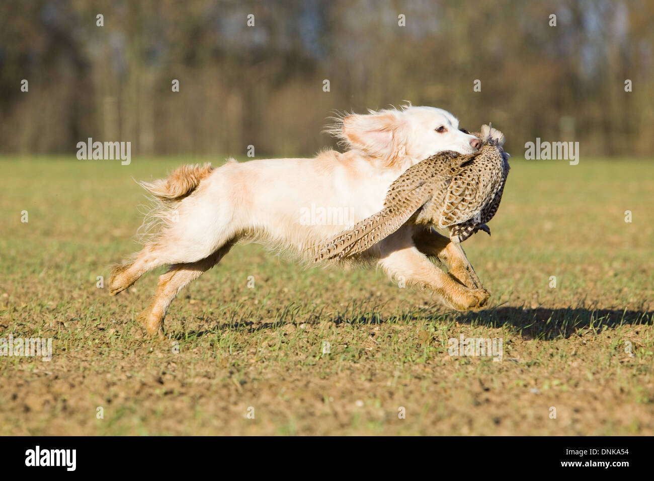 A Cocker Spaniel retrieving a shot pheasant on a pheasant shoot in England Stock Photo