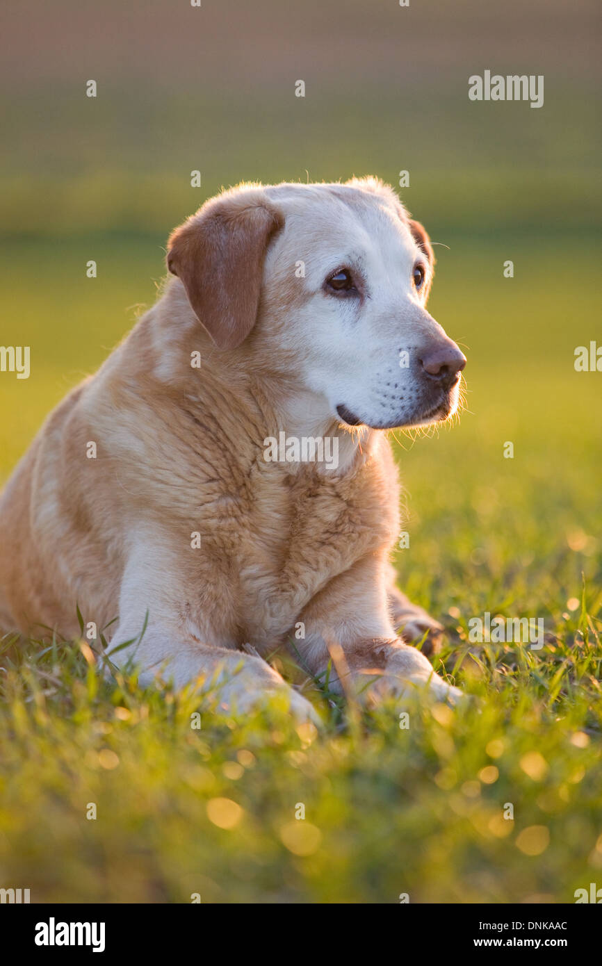 An old Yellow Labrador Retriever laying down in a field on a pheasant shoot in England Stock Photo