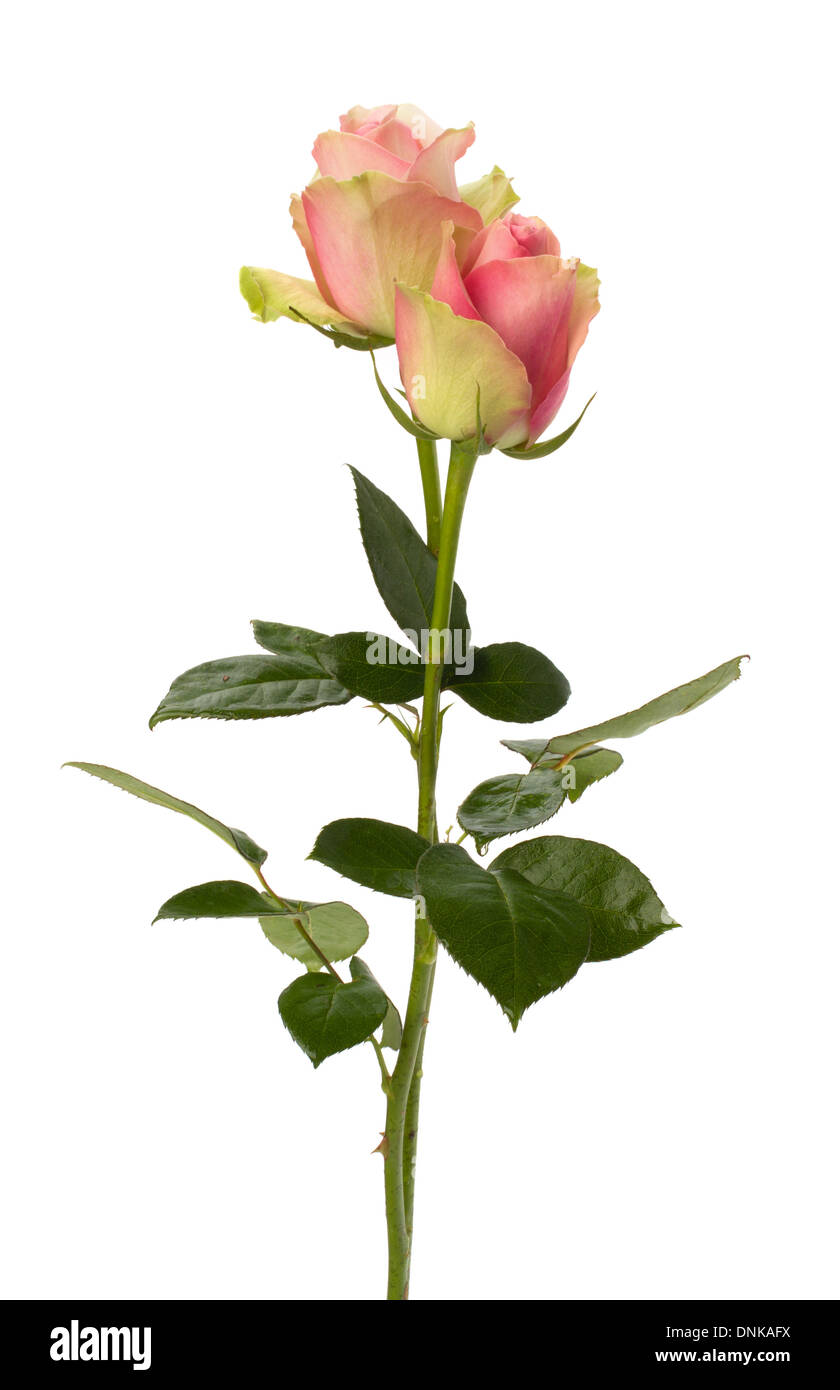 Beautiful roses isolated on white background Stock Photo - Alamy