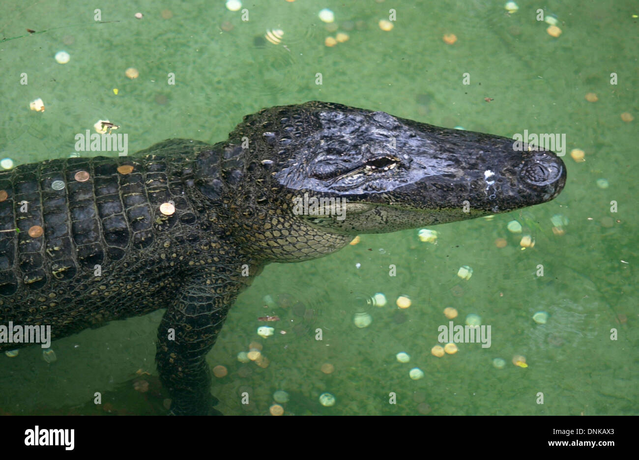 Coins thrown by people for good luck cover the scales of an alligator in Brownsville's Zoo in Texas, USA Stock Photo