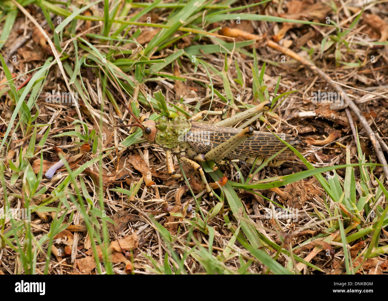 Phymateus viridipes, aka Green Milkweed Locust or African Bush Grasshopper camouflaged in grass in Isandlwana, South Africa Stock Photo