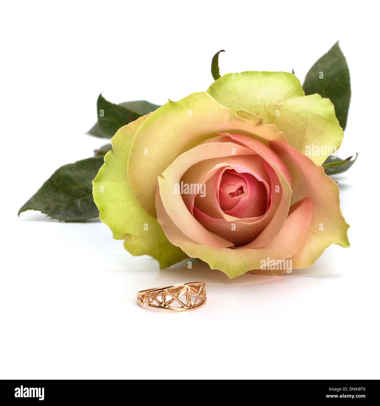 Beautiful rose with wedding ring isolated on white background Stock — free download