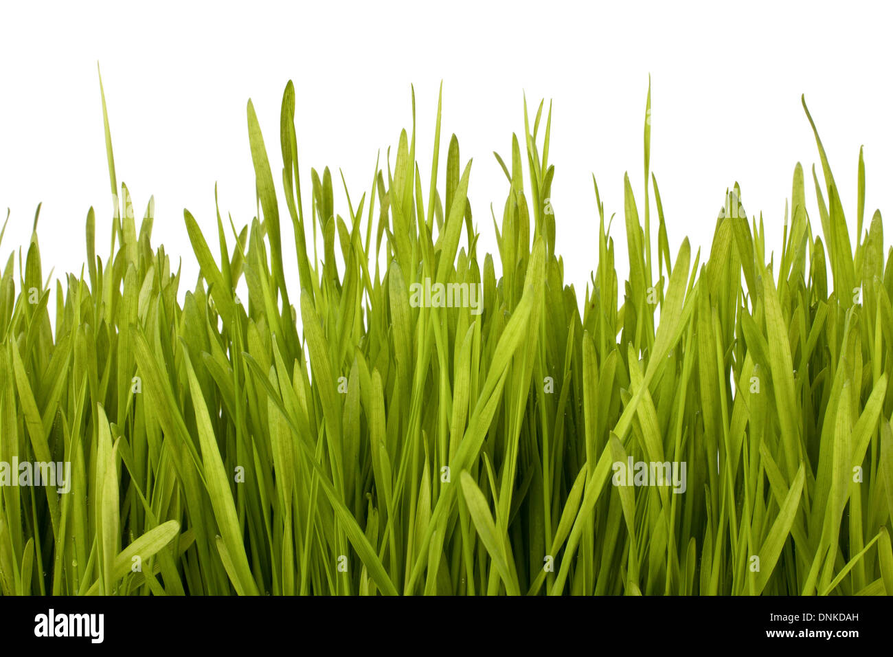 Grass silhouette isolated on white background Stock Photo - Alamy