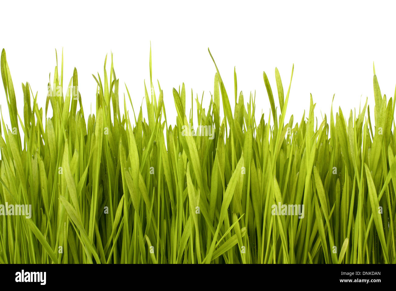 Grass silhouette isolated on white background Stock Photo - Alamy