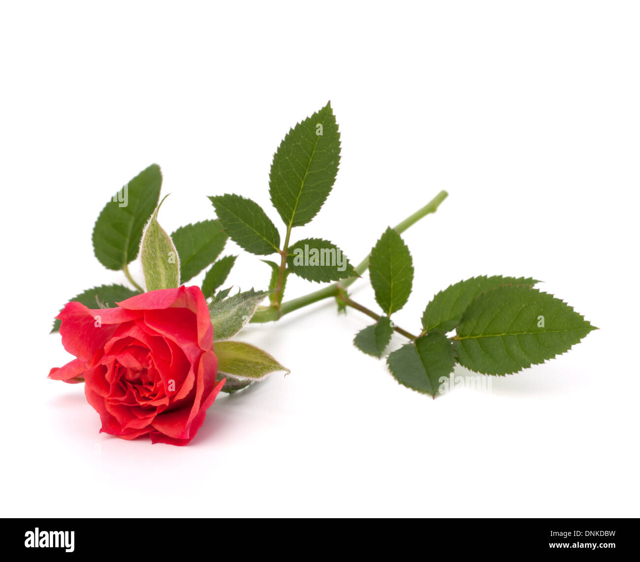 Beautiful rose isolated on white background Stock Photo - Alamy
