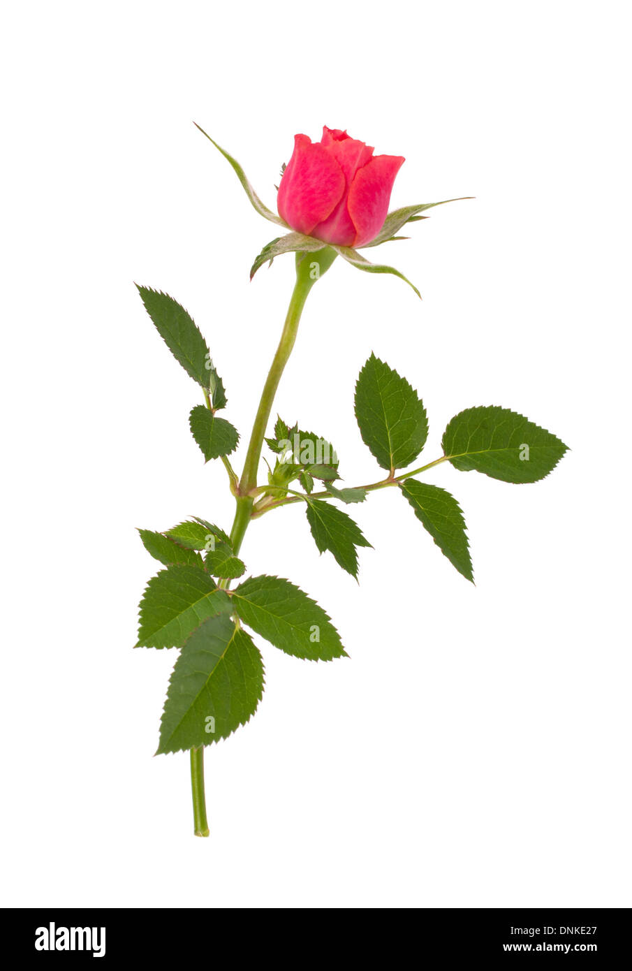 Beautiful rose isolated on white background Stock Photo - Alamy