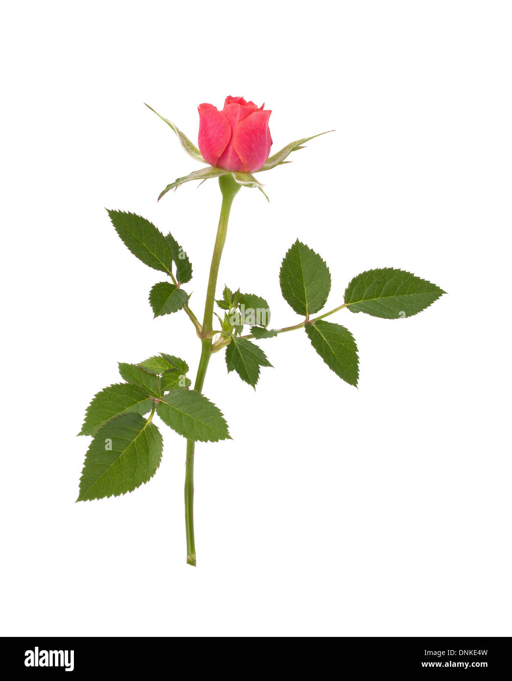 Beautiful rose isolated on white background Stock Photo - Alamy