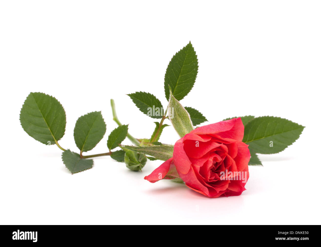 Beautiful rose isolated on white background Stock Photo - Alamy