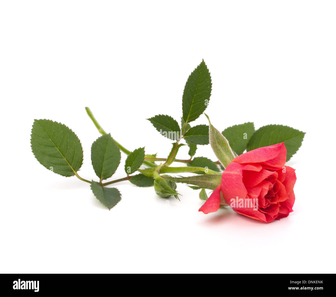 Beautiful rose isolated on white background Stock Photo - Alamy