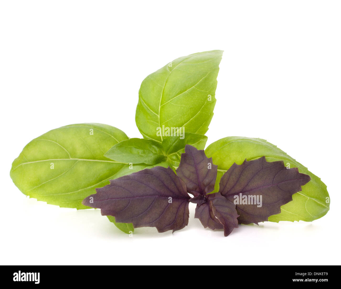 Sweet basil leaves isolated on white background Stock Photo Alamy