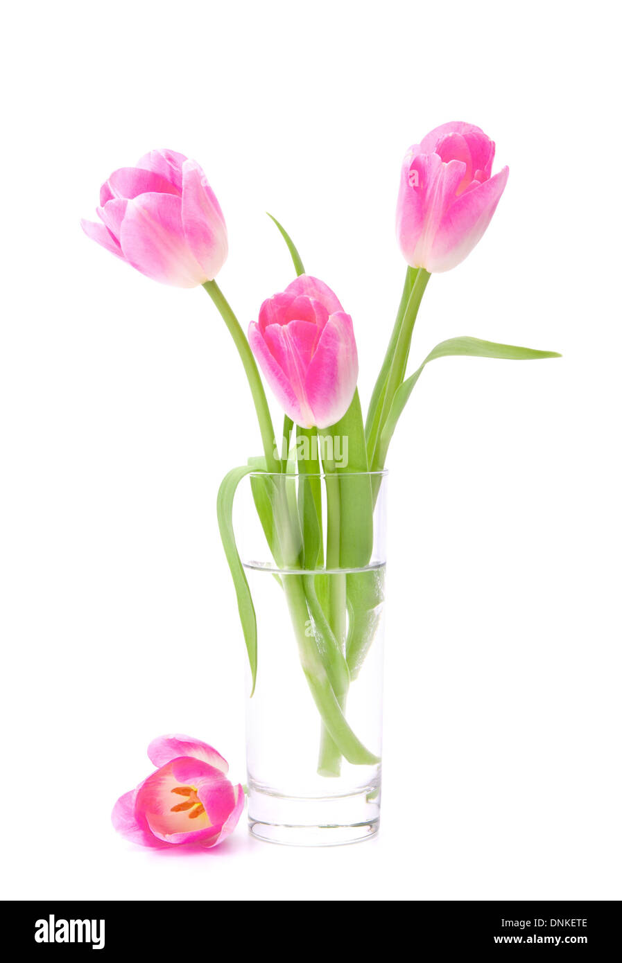 Pink tulips bouquet in vase isolated on white background Stock Photo ...