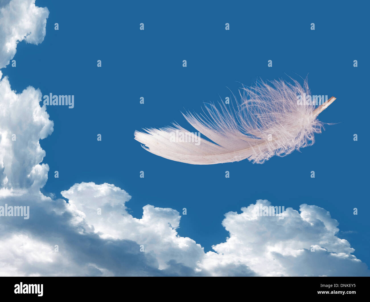 As light a feather, free as a bird Stock Photo - Alamy