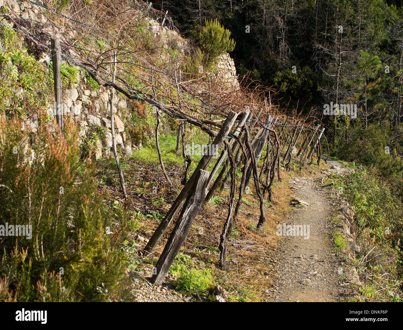 Traditional low level vine growing system. Sciacchetrà.  On the trail from Cornigia to Volastra to Manarola. Stock Photo
