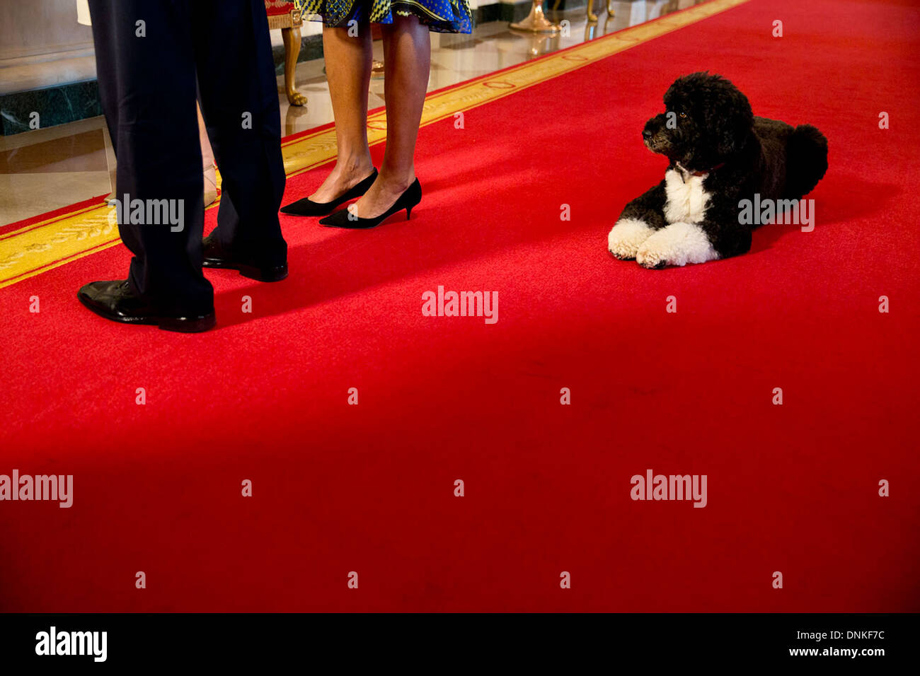 Bo, the family dog waits as the President and First Lady participate in an interview with Barbara Walters in the Cross Hall of the White House November 22, 2013 in Washington, DC. Stock Photo