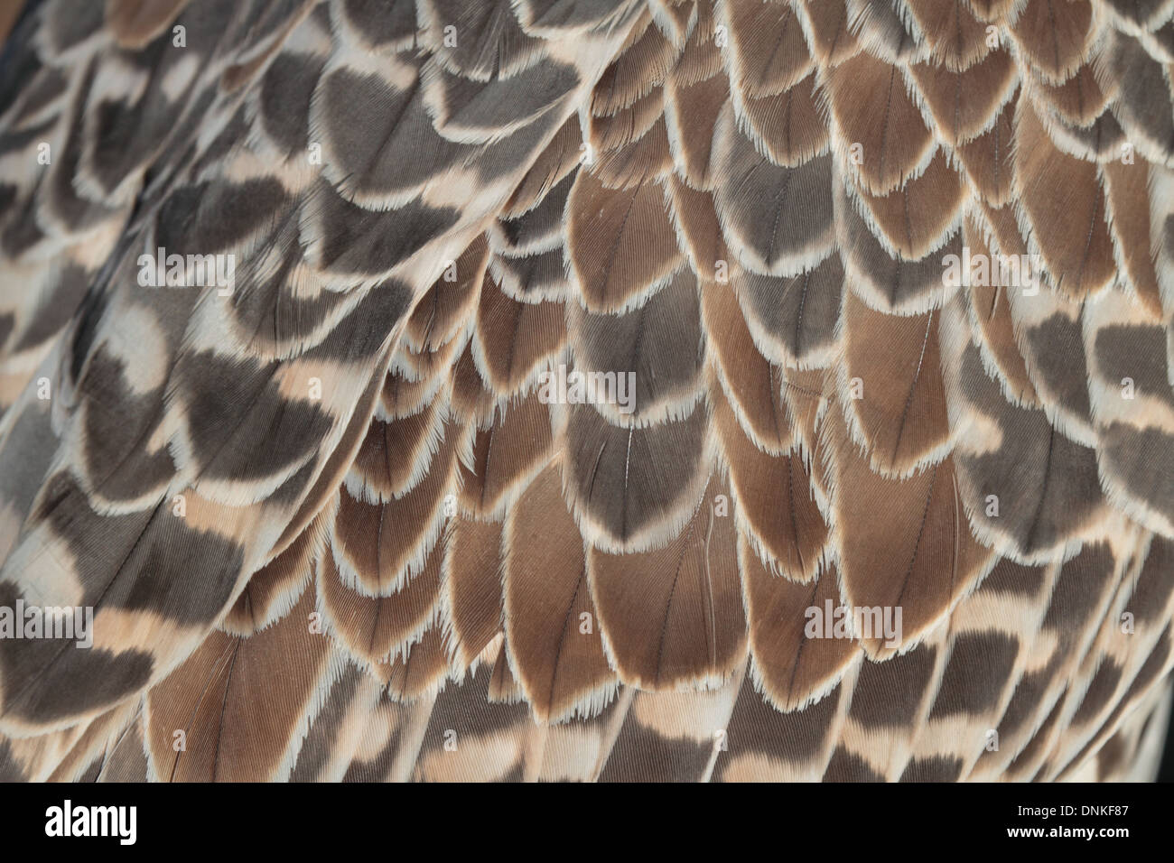 Closeup of feathers of falcon Stock Photo Alamy
