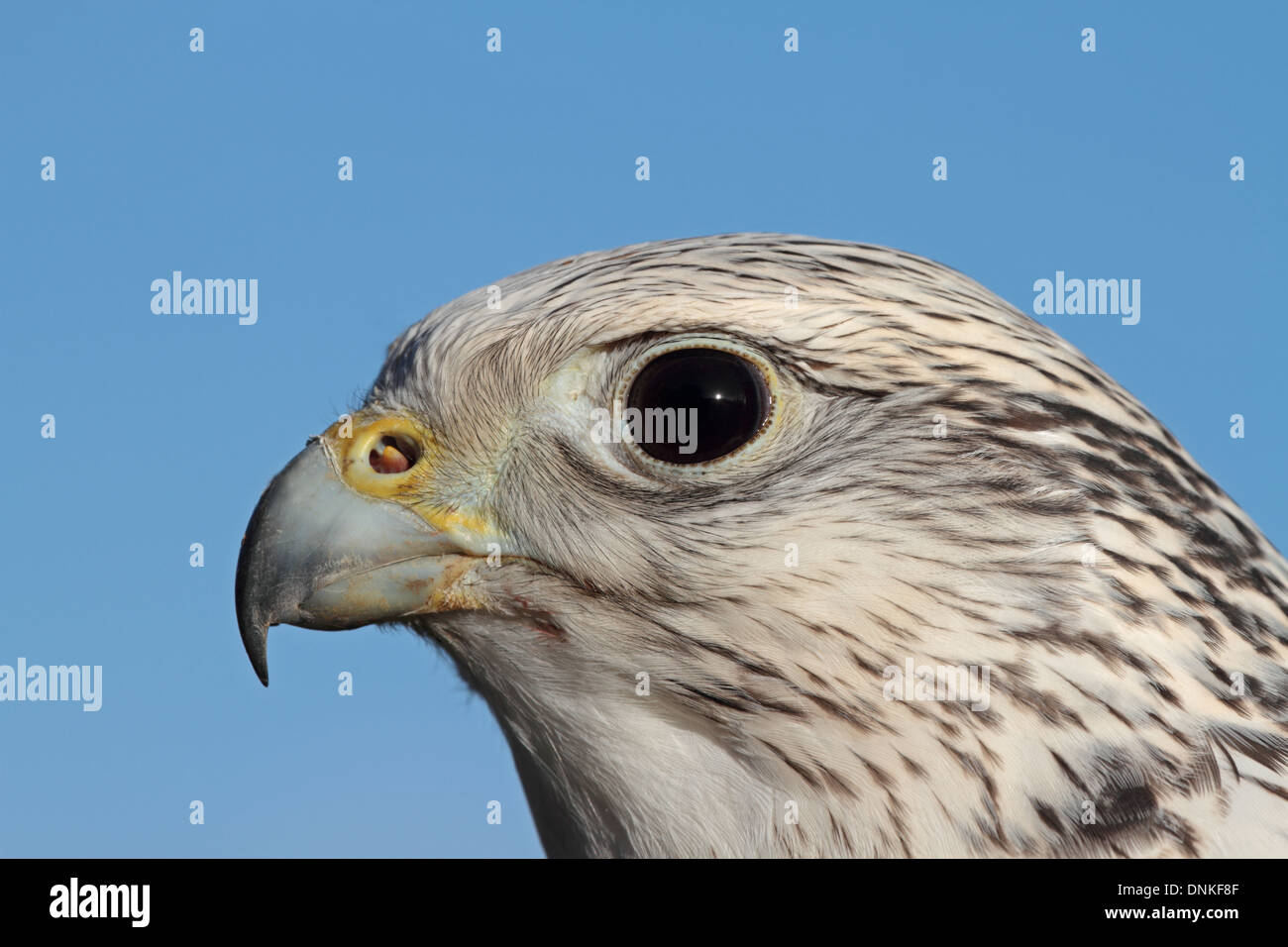 gyr falcon cross against blue sky Stock Photo