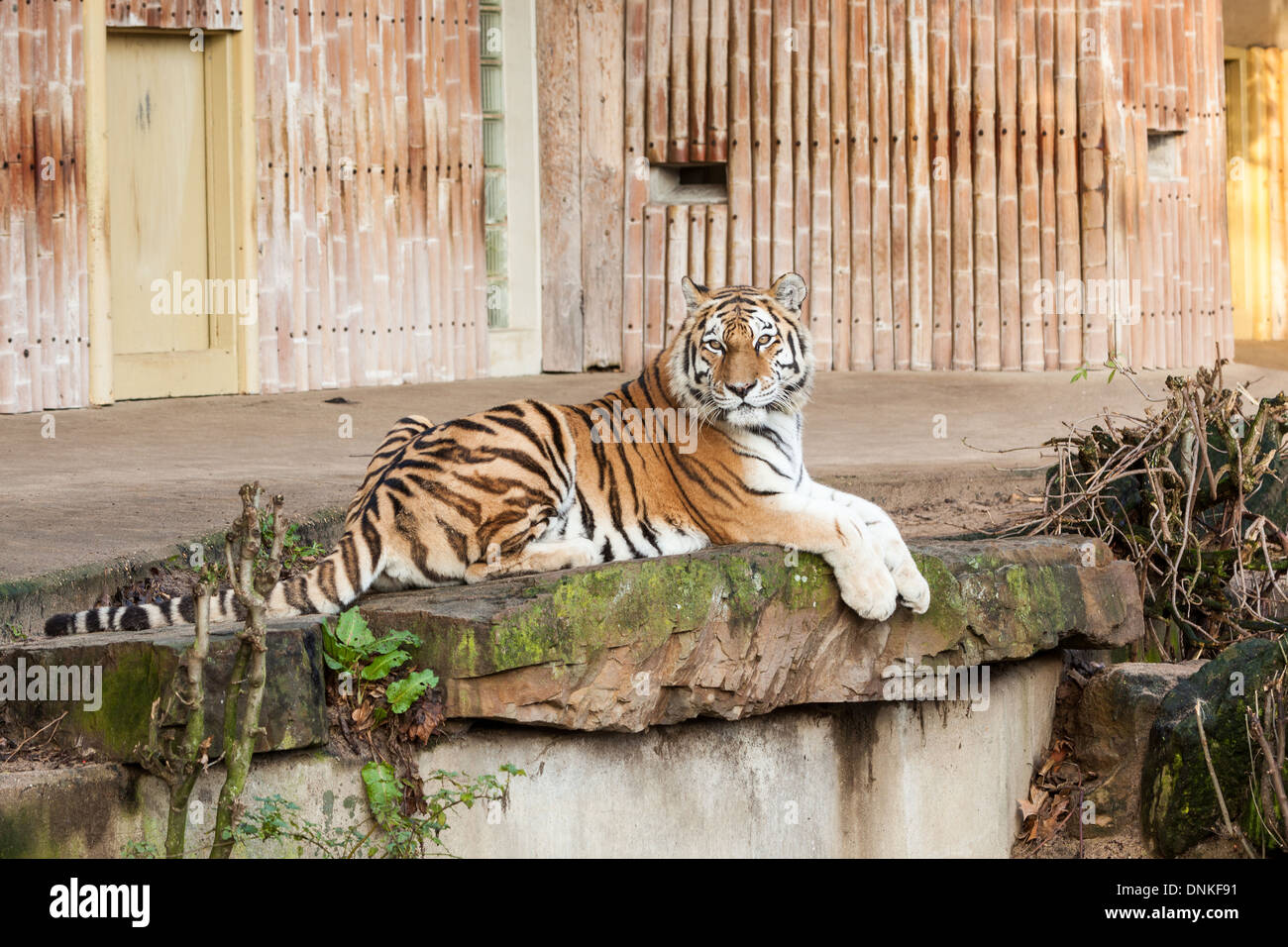 In the zoo of Antwerpen you find a tiger Stock Photo - Alamy