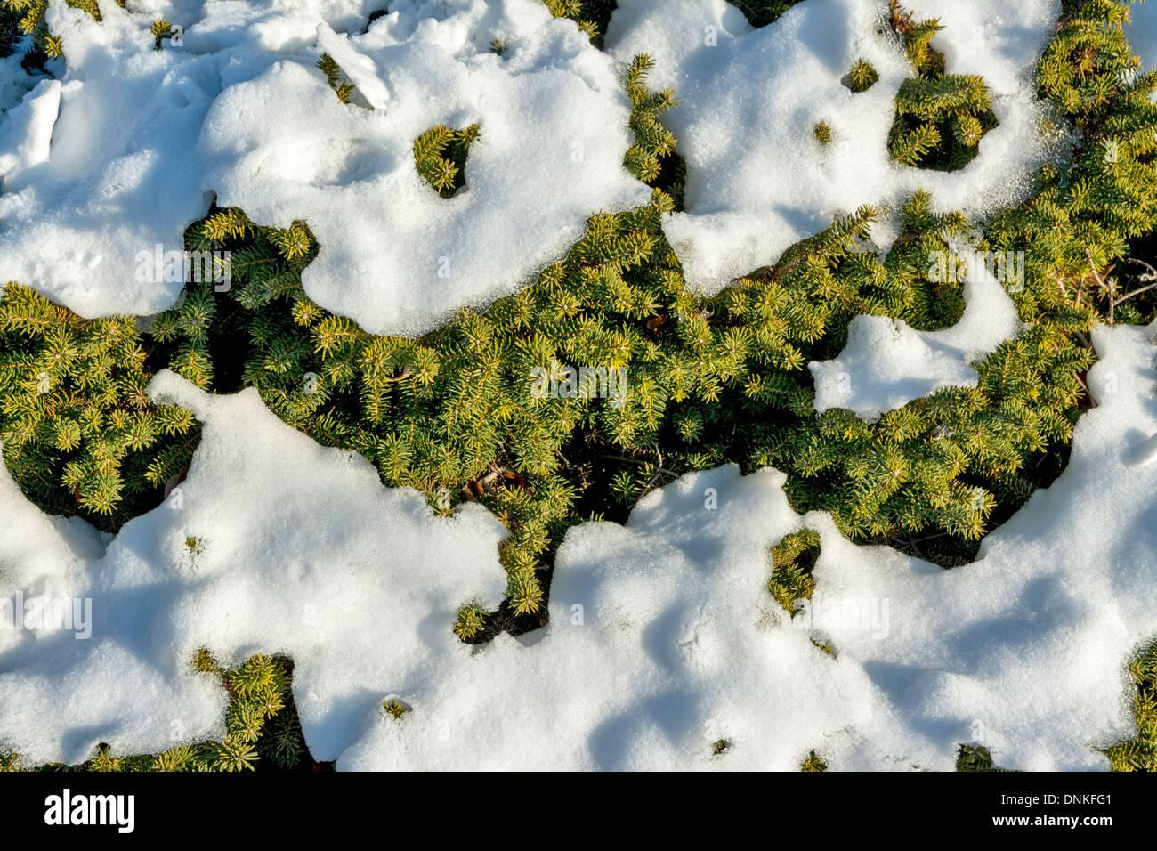 Evergreen needles in the winter with snow Stock Photo - Alamy
