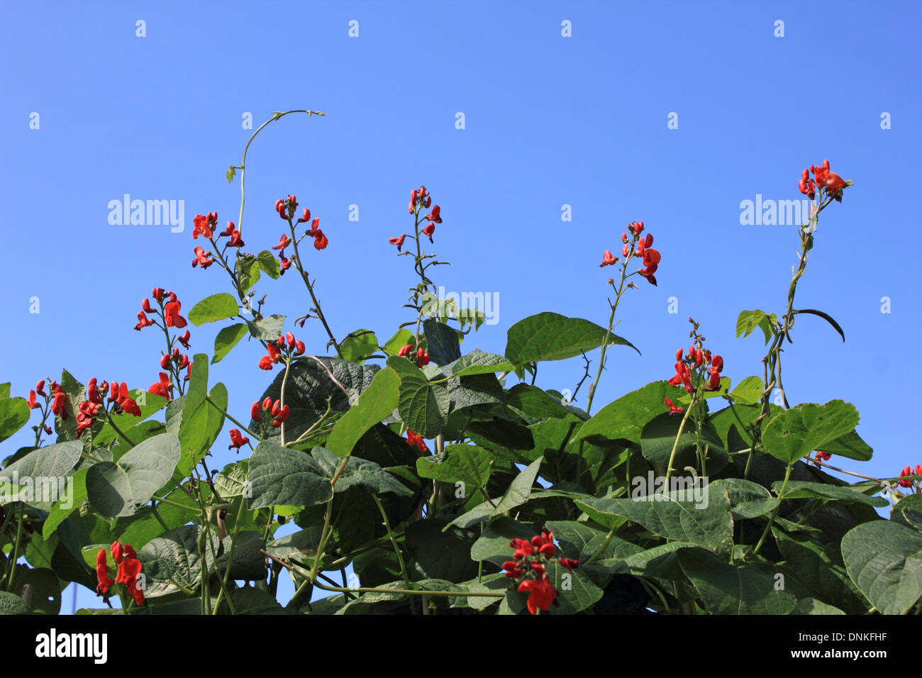 Red flowers on climbing runner bean plants. UK Stock Photo