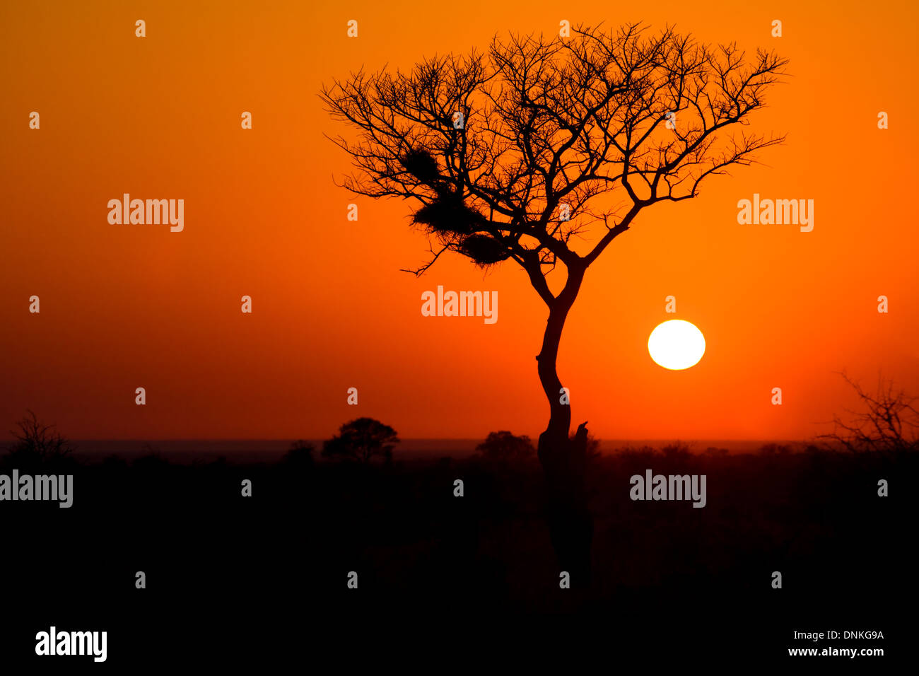 Acacia tree silhouetted against the setting sun near Satara camp in the kruger National park, South Africa Stock Photo