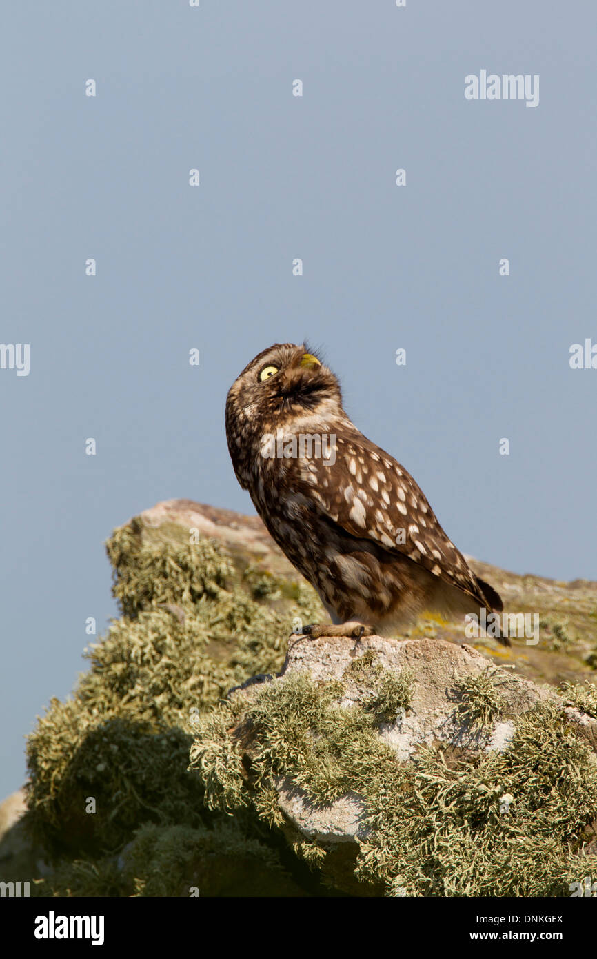 Little Owl (Athene noctua) perched on a wall, looking skywards Stock Photo