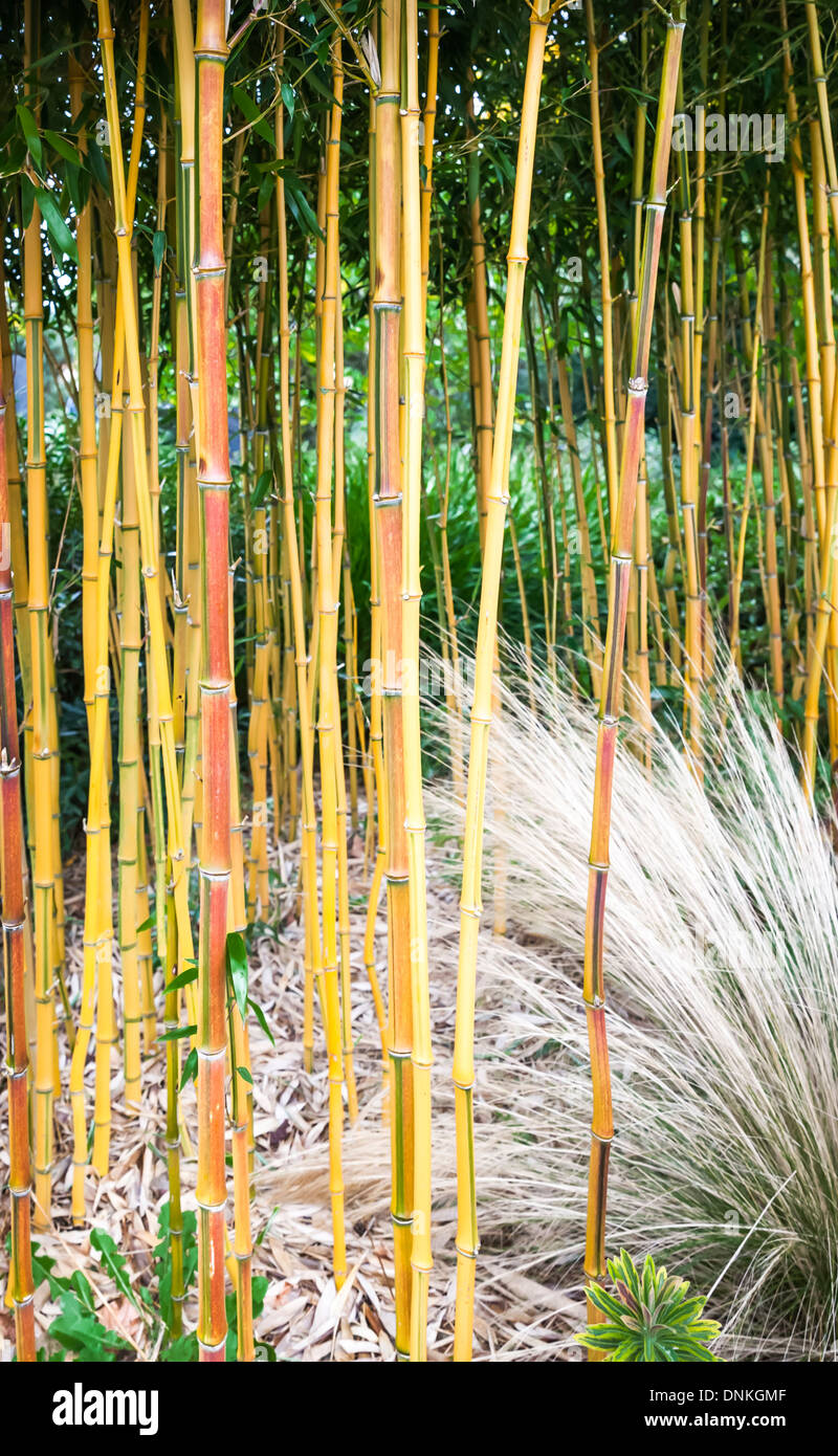 Woody Bamboo: flowering evergreen plants of the grass family Poaceae subfamily Bambusoideae: Rosemoor, RHS, Great Torrington Stock Photo