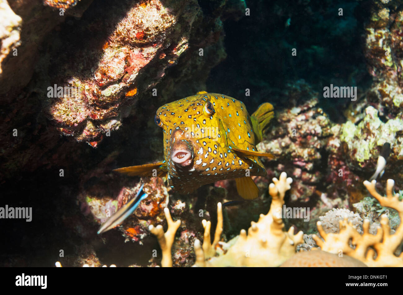 Yellow boxfish or Cube trunkfish (Ostracion cubicus), female. Egypt, Red Sea Stock Photo