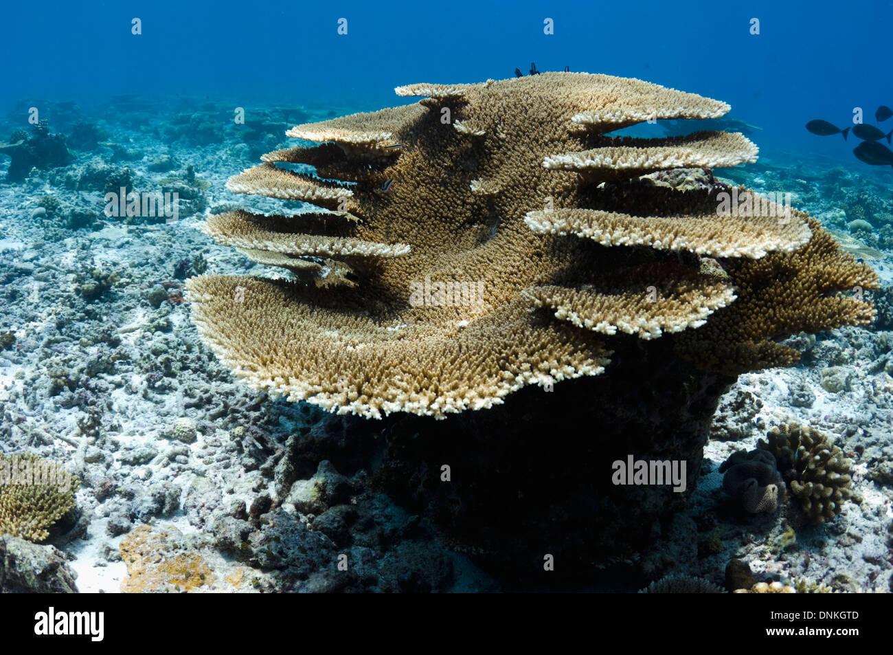 Table coral (Acropora sp.) formations on shallow reef top. Maldives. Stock Photo