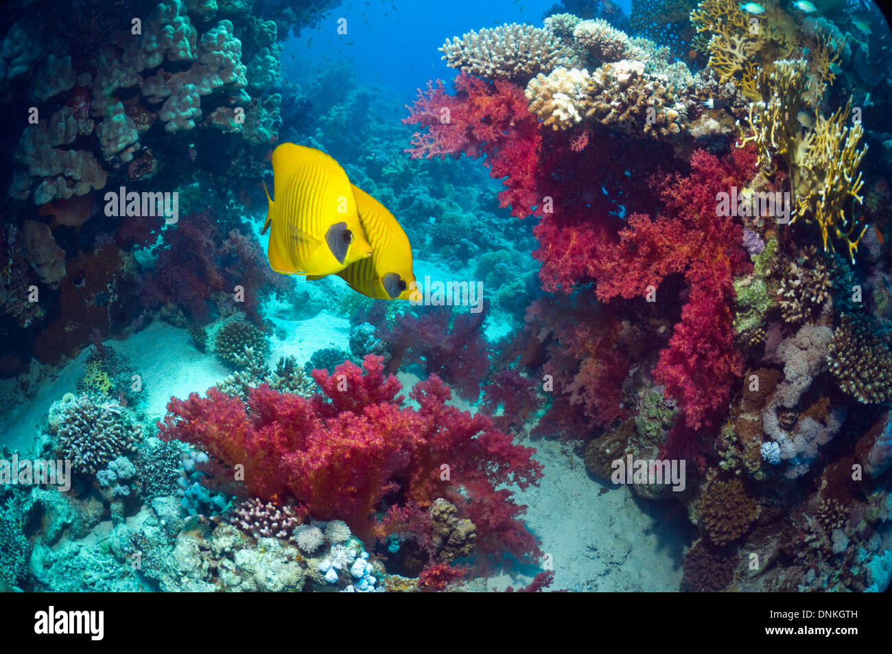 Golden butterflyfish (Chaetodon semilarvatus) with soft corals (Dendronephthya sp) on coral reef. Egypt, Red Sea. Stock Photo