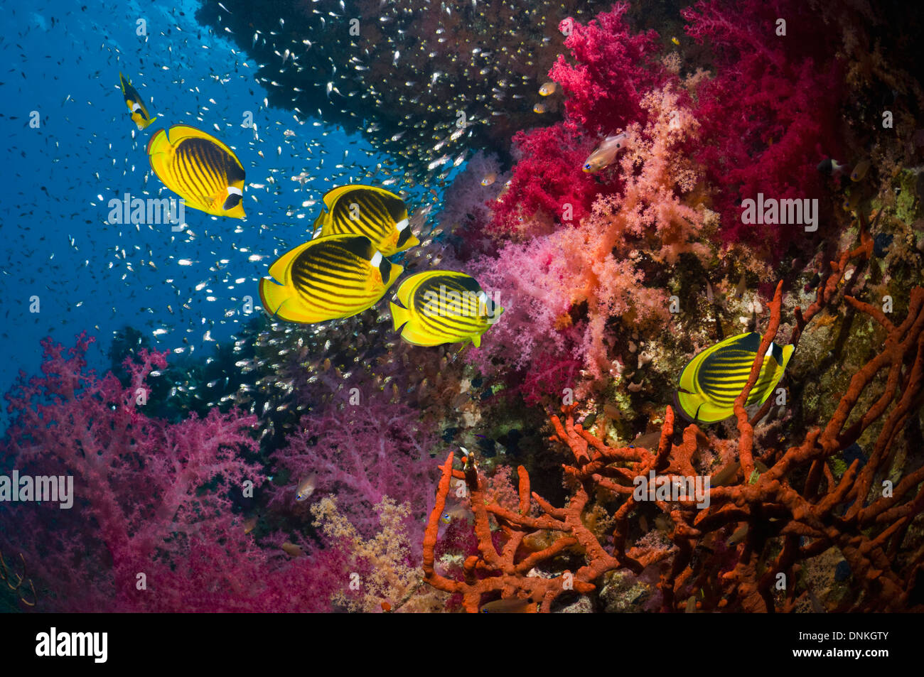 Coral reef scenery with Red Sea raccoon butterflyfish Stock Photo