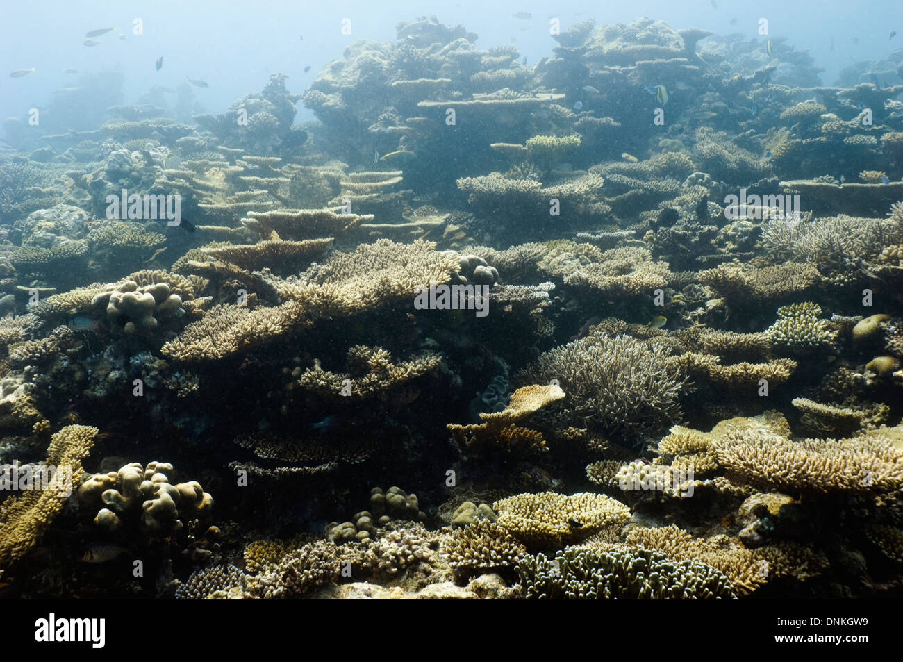 Coral reef with table corals (Acropora sp.). Maldives. Stock Photo