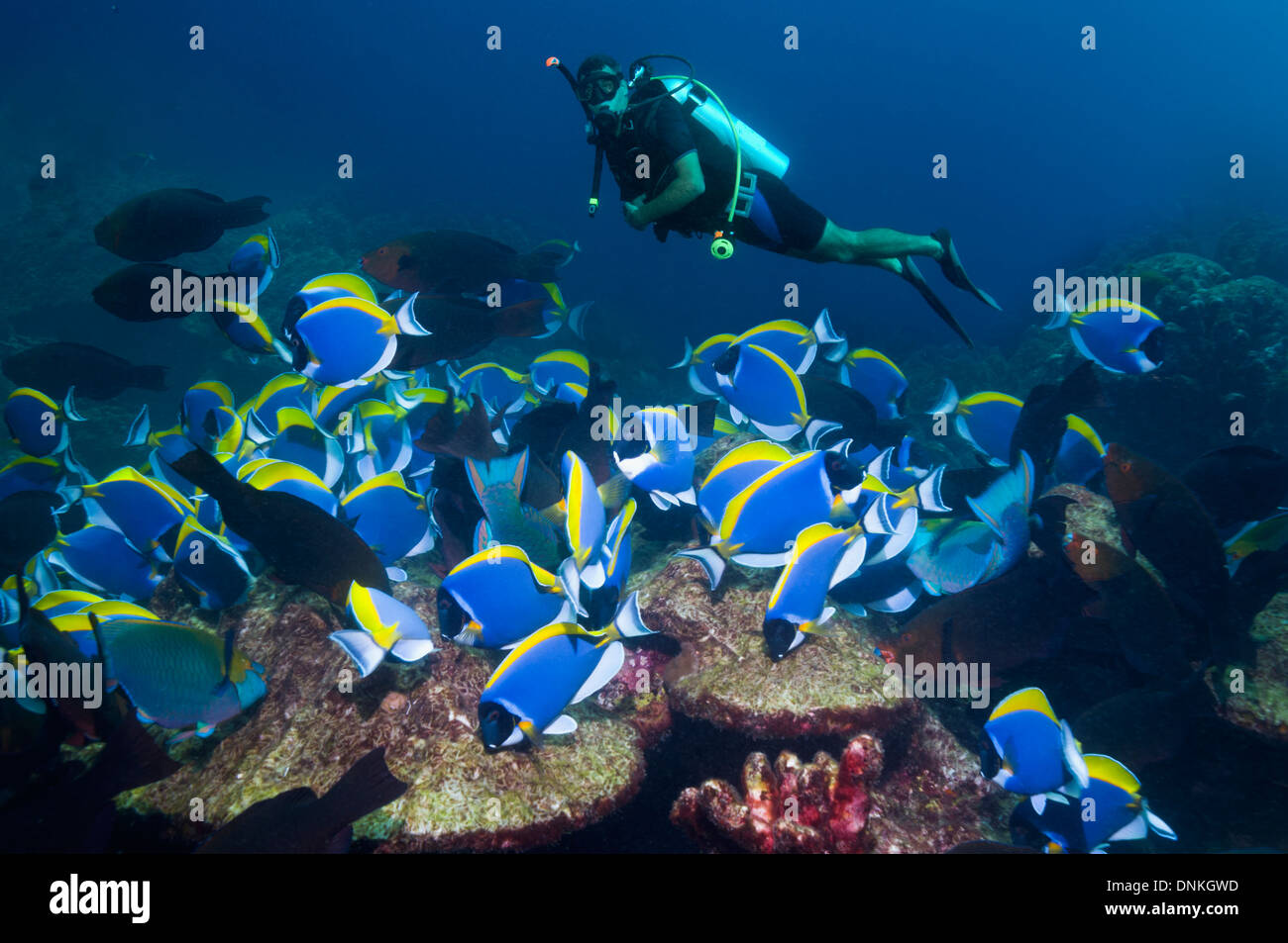 A school of Powder-blue surgeonfish (Acanthurus leucosternon) grazing on coral rock with a male scuba diver in background Stock Photo
