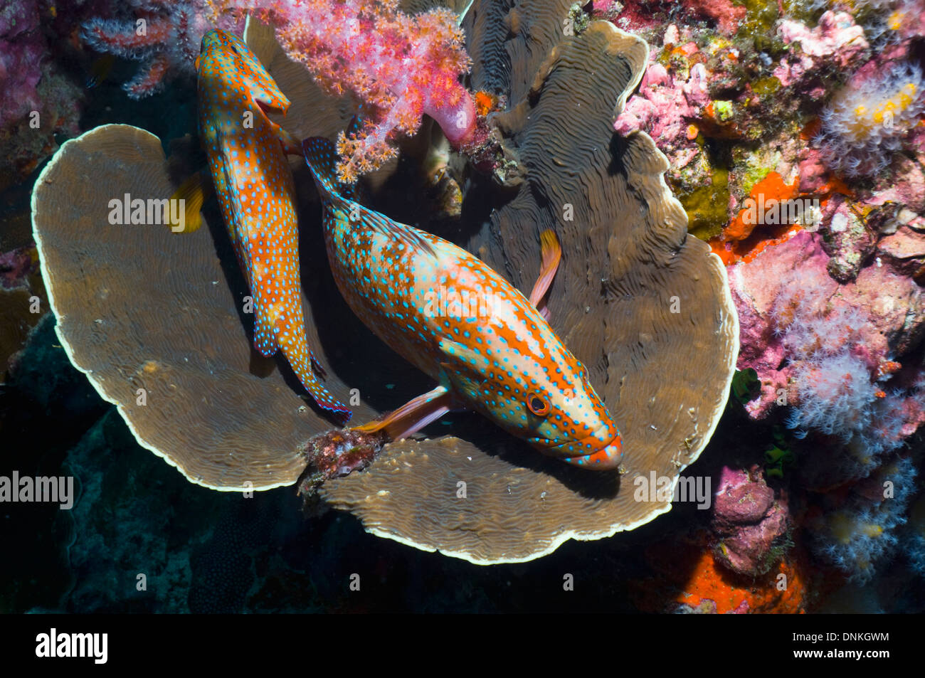 Coral hinds (Cephalopholis miniata) lying in coral basin (Agaricia undata). Agariciidae. Andaman Sea, Thailand. Stock Photo