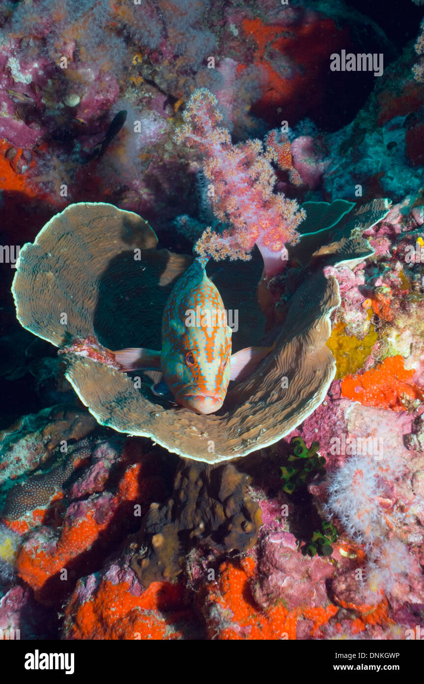 Coral hind (Cephalopholis miniata) lying in coral basin (Agaricia undata). Agariciidae. Andaman Sea, Thailand. Stock Photo