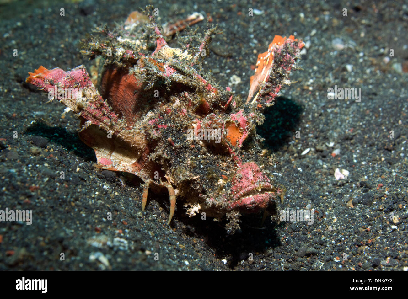 Spiny Devilfish - Inimicus didactylus.  It has long and sharp venomous dorsal fin spines that can inflict very painful stabs Stock Photo