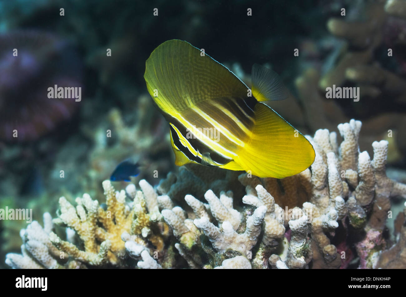 Sailfin tang (Zebrasoma veltferum), juvenile. Indonesia. Stock Photo