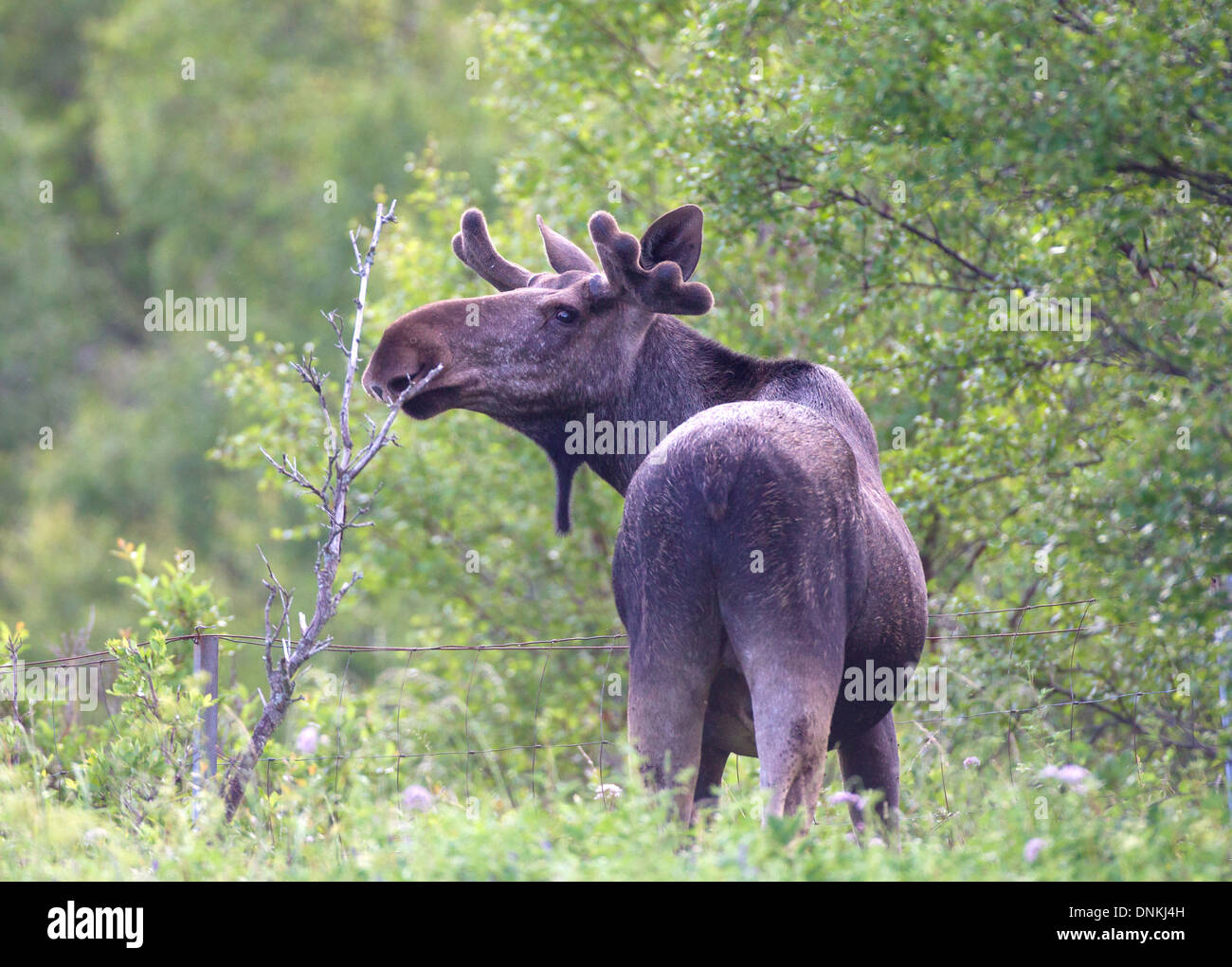 Eurasian Elk (moose) feeding Stock Photo